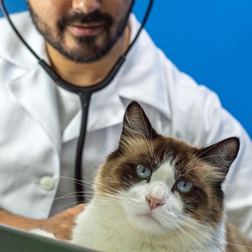 Clínica Veterinária em Divinópolis
